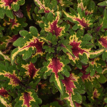 Coleus scutellarioides 'Pinkplosion' (132994)