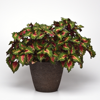 Coleus scutellarioides 'Pinkplosion' (132995)