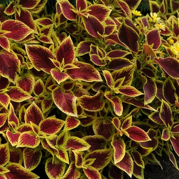 Coleus scutellarioides 'Crimson Gold' (132997)