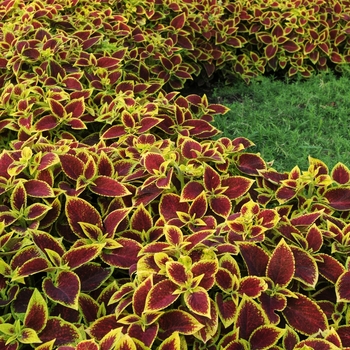 Coleus scutellarioides 'Crimson Gold' (132998)