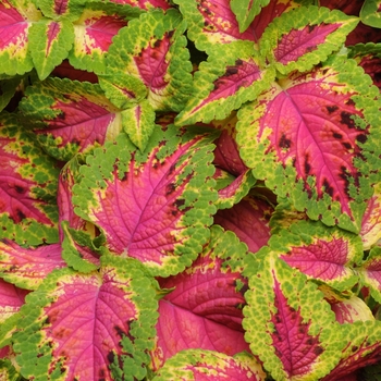 Coleus scutellarioides 'Watermelon' (133007)