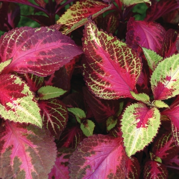 Coleus scutellarioides 'Rose to Lime Magic' (133009)