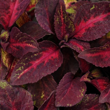 Coleus scutellarioides 'Rose to Lime Magic' (133010)