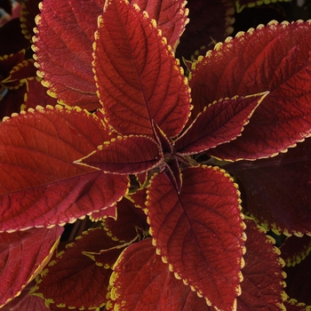 Coleus scutellarioides 'Trusty Rusty' (133011)