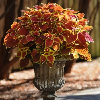 Coleus scutellarioides 'Trusty Rusty' (133012)