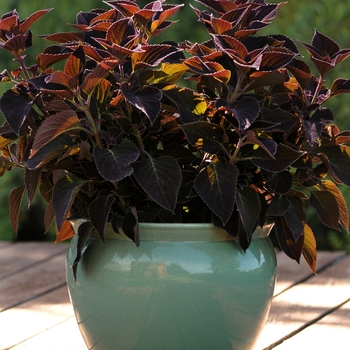 Coleus scutellarioides 'Vino' (133014)