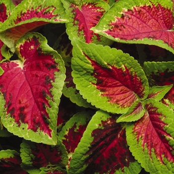 Coleus scutellarioides 'Watermelon' (133019)