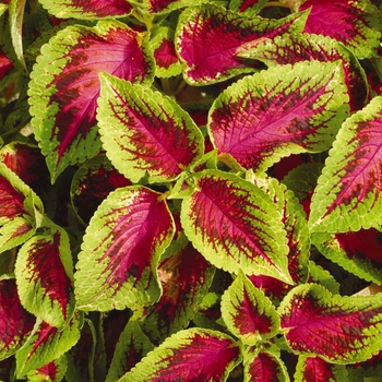 Coleus scutellarioides 'Watermelon' (133020)