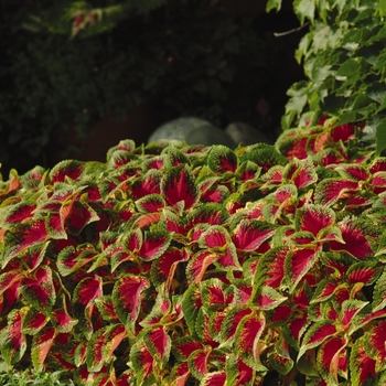 Coleus scutellarioides 'Watermelon' (133022)