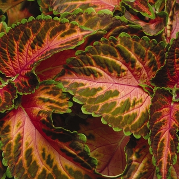 Coleus Wizard® 'Coral Sunrise' (133023)