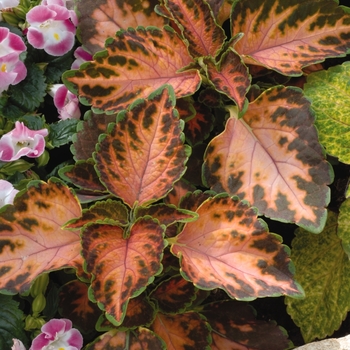 Coleus Wizard® 'Coral Sunrise' (133024)