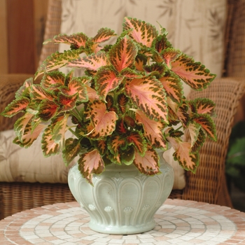 Coleus Wizard® 'Coral Sunrise' (133025)