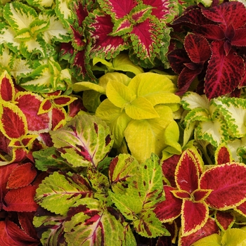 Coleus Wizard® 'Mix' (133027)