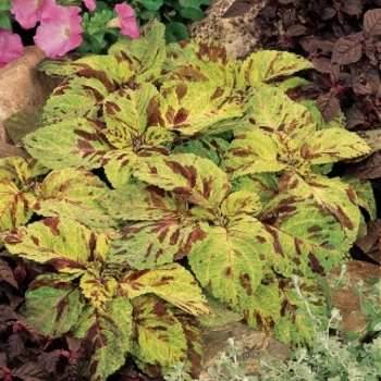 Coleus Wizard® 'Mosaic' (133028)