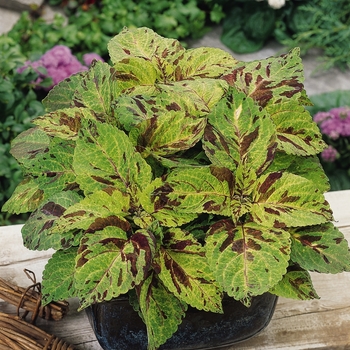 Coleus Wizard® 'Mosaic' (133029)