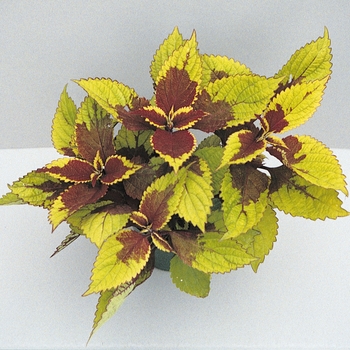 Coleus Wizard® 'Pineapple' (133032)