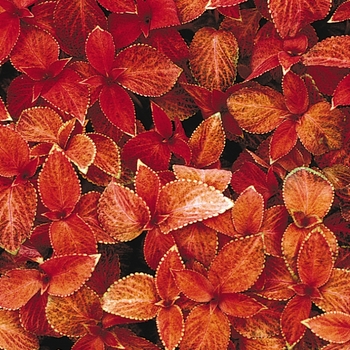 Coleus Wizard® 'Sunset' (133035)