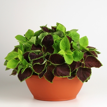 Coleus scutellarioides Fuseables® 'Chocolate Symphony' (133037)