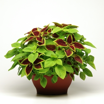 Coleus scutellarioides Fuseables® 'Under The Sun' (133040)