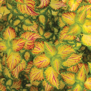 Coleus TERRA NOVA® 'Electric Slide' (133042)