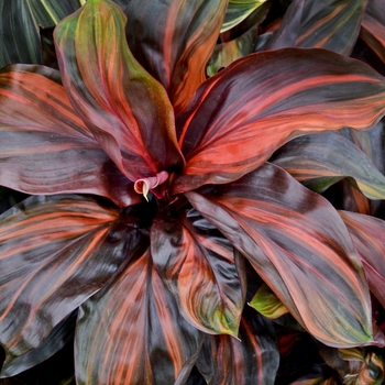 Cordyline terminalis 'Cherry Cordial' (133047)