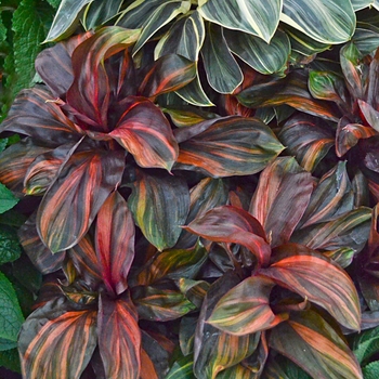 Cordyline terminalis 'Cherry Cordial' (133048)