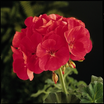 Pelargonium x hortorum Allure™ 'Hot Coral' (133050)