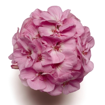 Pelargonium x hortorum Allure™ 'Lilac Chiffon'