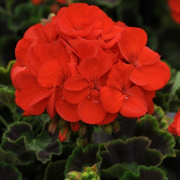 Pelargonium x hortorum Allure™ 'Scarlet' (133061)