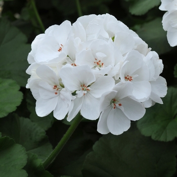 Pelargonium x hortorum Allure™ 'White'