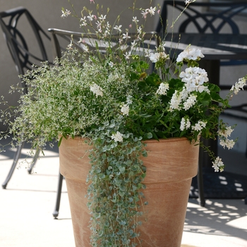 Pelargonium x hortorum Allure™ 'White' (133066)