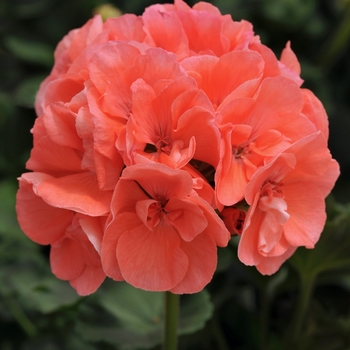 Pelargonium x hortorum Dynamo™ 'Salmon Improved' (133075)