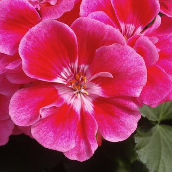 Pelargonium x hortorum Fantasia® '' (133092)