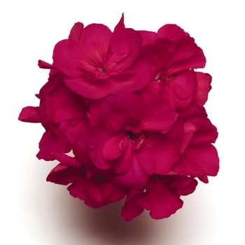 Pelargonium x hortorum Allure™ 'Purple Rose'