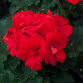 Pelargonium x hortorum Moonlight™ 'Brilliant Red' (133101)