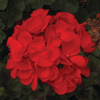 Pelargonium x hortorum Moonlight™ 'Dark Red' (133104)