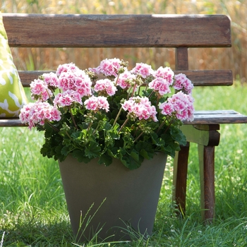 Pelargonium x hortorum Moonlight™ 'Light Pink+Eye' (133110)