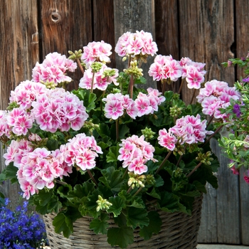 Pelargonium x hortorum Moonlight™ 'Light Pink+Eye' (133111)