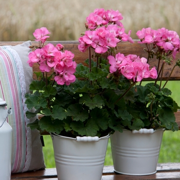 Pelargonium x hortorum Moonlight™ 'Pink' (133116)