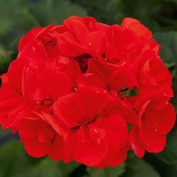 Pelargonium x hortorum Moonlight™ 'Scarlet Red' (133119)