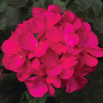 Pelargonium x hortorum Moonlight™ 'Violet' (133121)