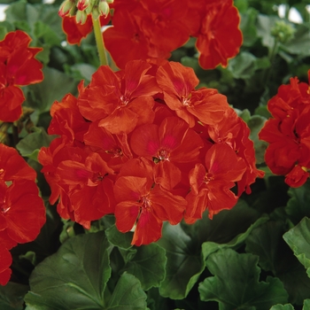 Pelargonium x hortorum Presto™ 'Deep Scarlet Improved' (133127)