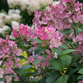 Hydrangea paniculata 'Little Quick Fire®' (133212)