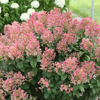 Hydrangea paniculata 'Little Quick Fire®' (133214)