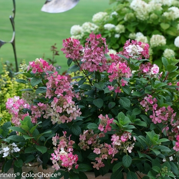 Hydrangea paniculata 'Little Quick Fire®' (133216)