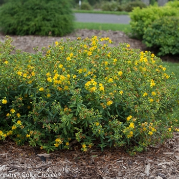 Hypericum kalmianum 'Blues Festival®' (133219)