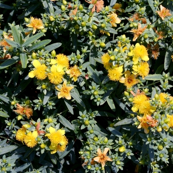 Hypericum kalmianum 'Blues Festival®' (133220)