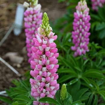 Lupinus polyphyllus Mini Gallery™ 'Pink Bicolor' (133236)