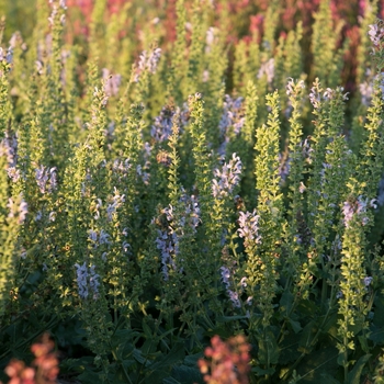 Salvia nemorosa Color Spires® 'Crystal Blue' (133249)