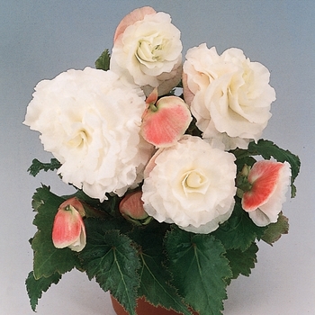 Begonia x tuberhybrida Nonstop® 'Appleblossom' (133250)